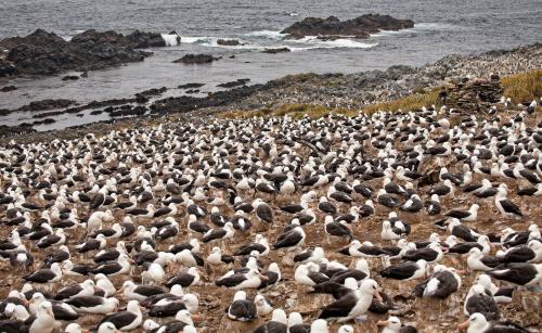 Black-browed Albatross Colony, Steeple Jason