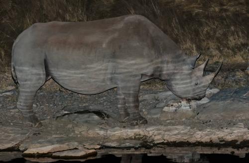 Black Rhino at Waterhole