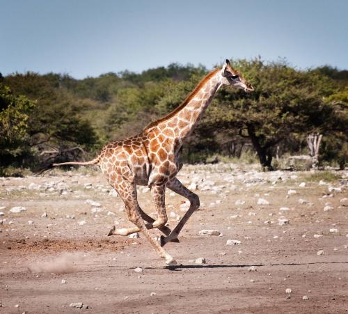 Giraffe on the Run