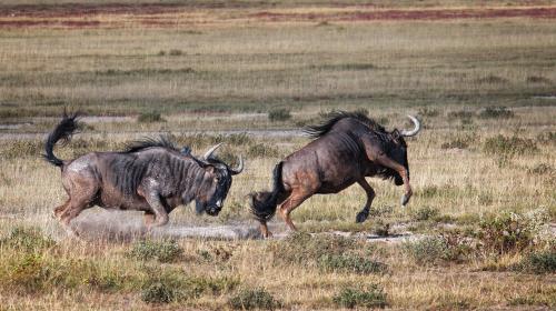 Warring Wildebeest