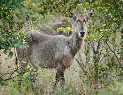 Waterbuck remains save in the bush