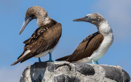 Blue Footed Boobies