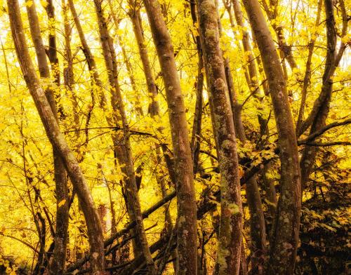 Autumn Trees, Wanaka