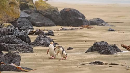 Yellow-eyed Penguins, Otago Peninsula