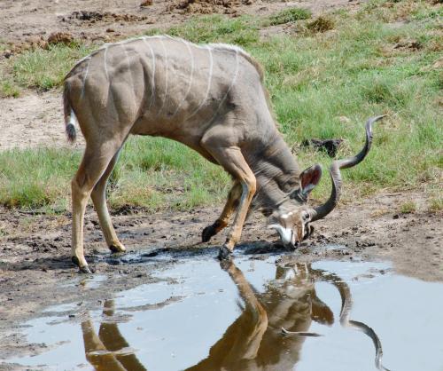 Kudu Male, Ground Horning
