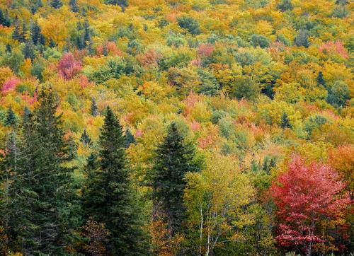 Autumn Colours, Nova Scotia