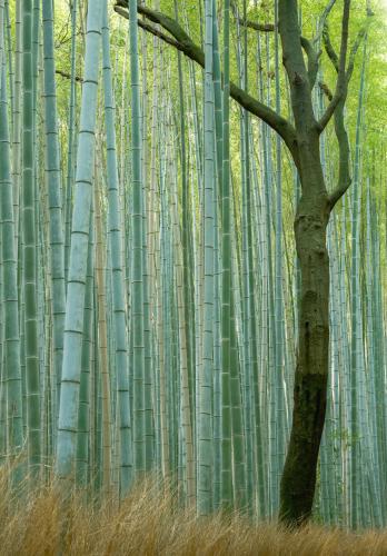 Arashiyama Bamboo Forest