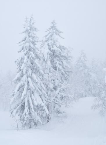 Mount Asahi Ski Slope