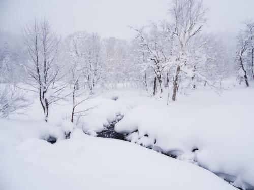 Mount Asahi Magic Forest