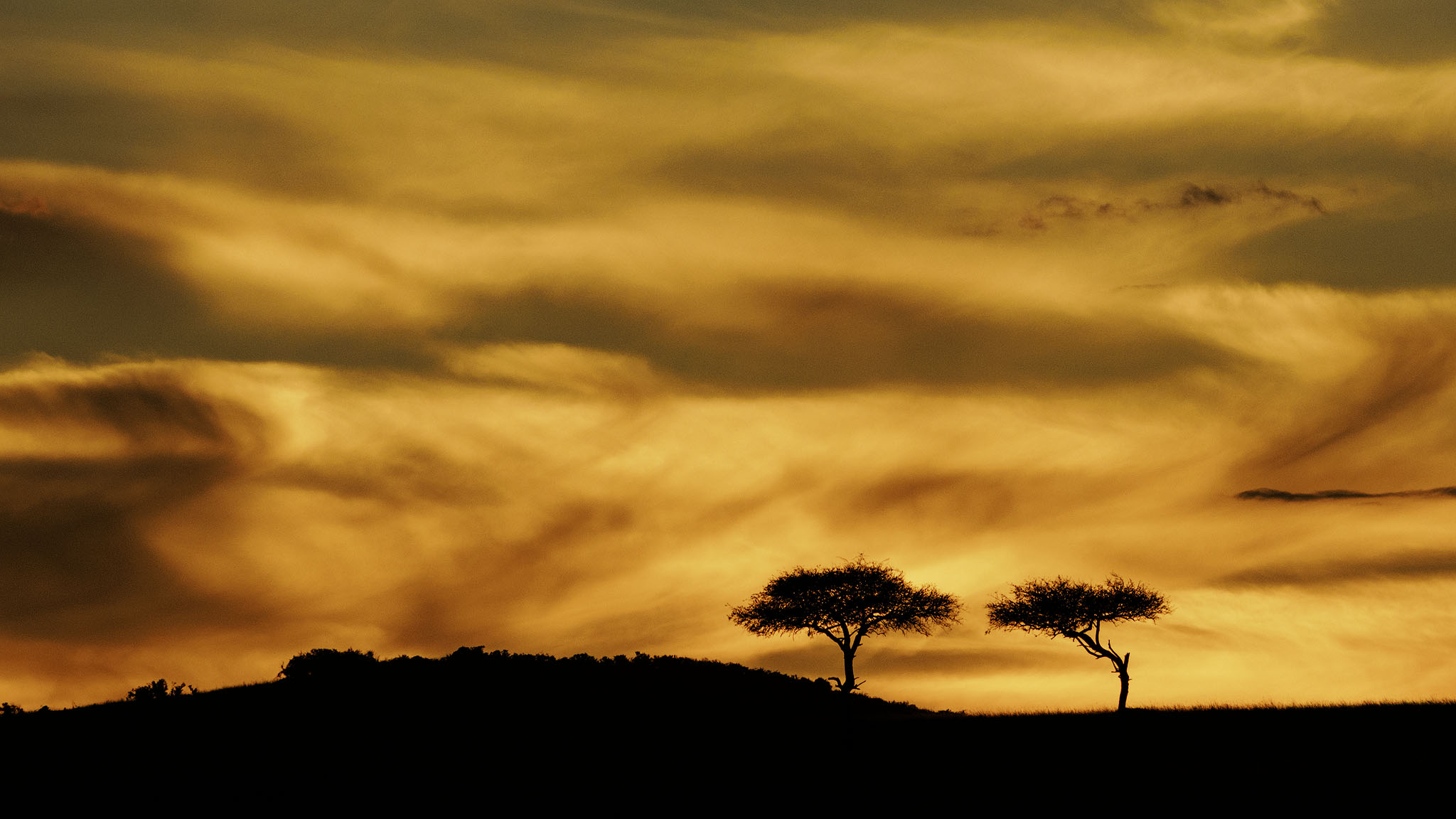 Acacia Trees silhouetted against Orange Sunset