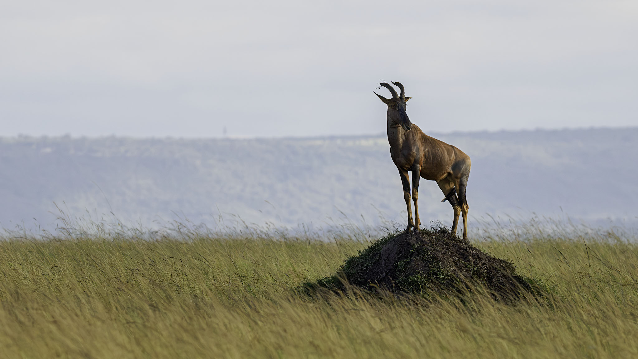 The ubiquitous Topi on a hill.