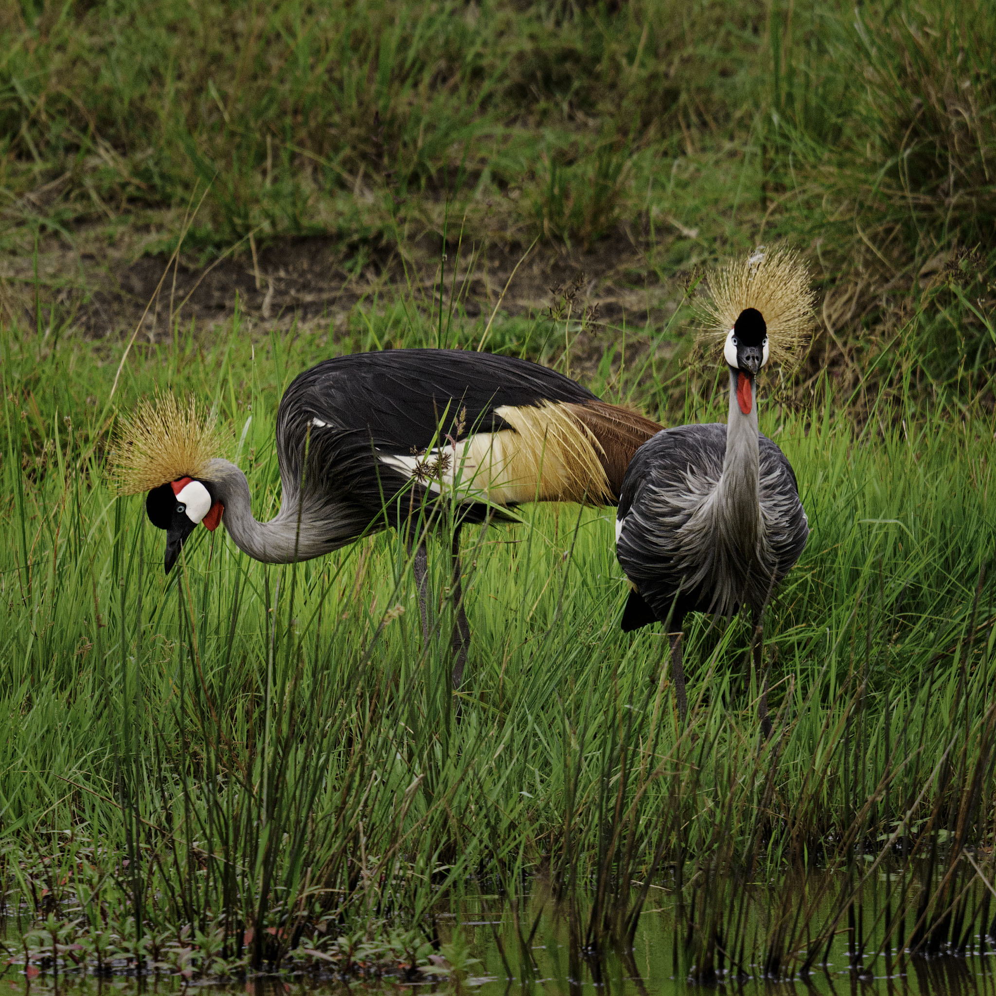 A pair of Grey Crown Cranes feeding.