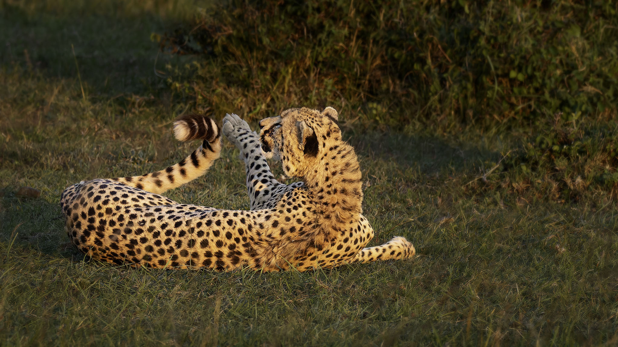 A Cheetah playing with its tail in a sunset glow.