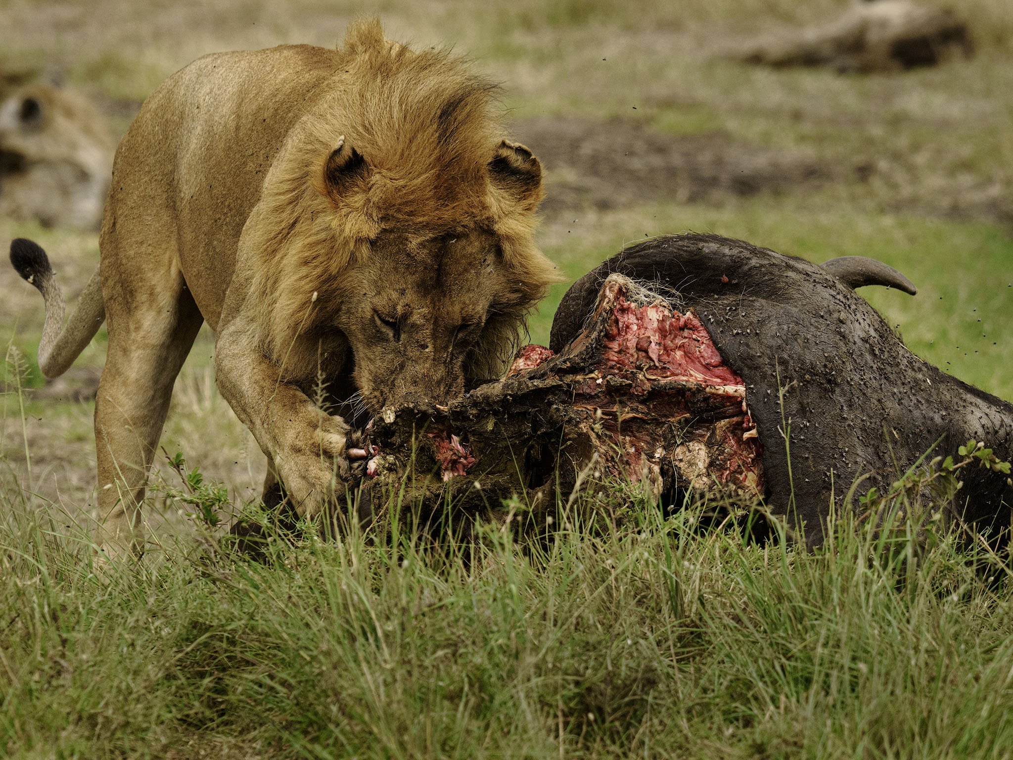 Male lion feeding on the remains of a Cape Buffalo.
