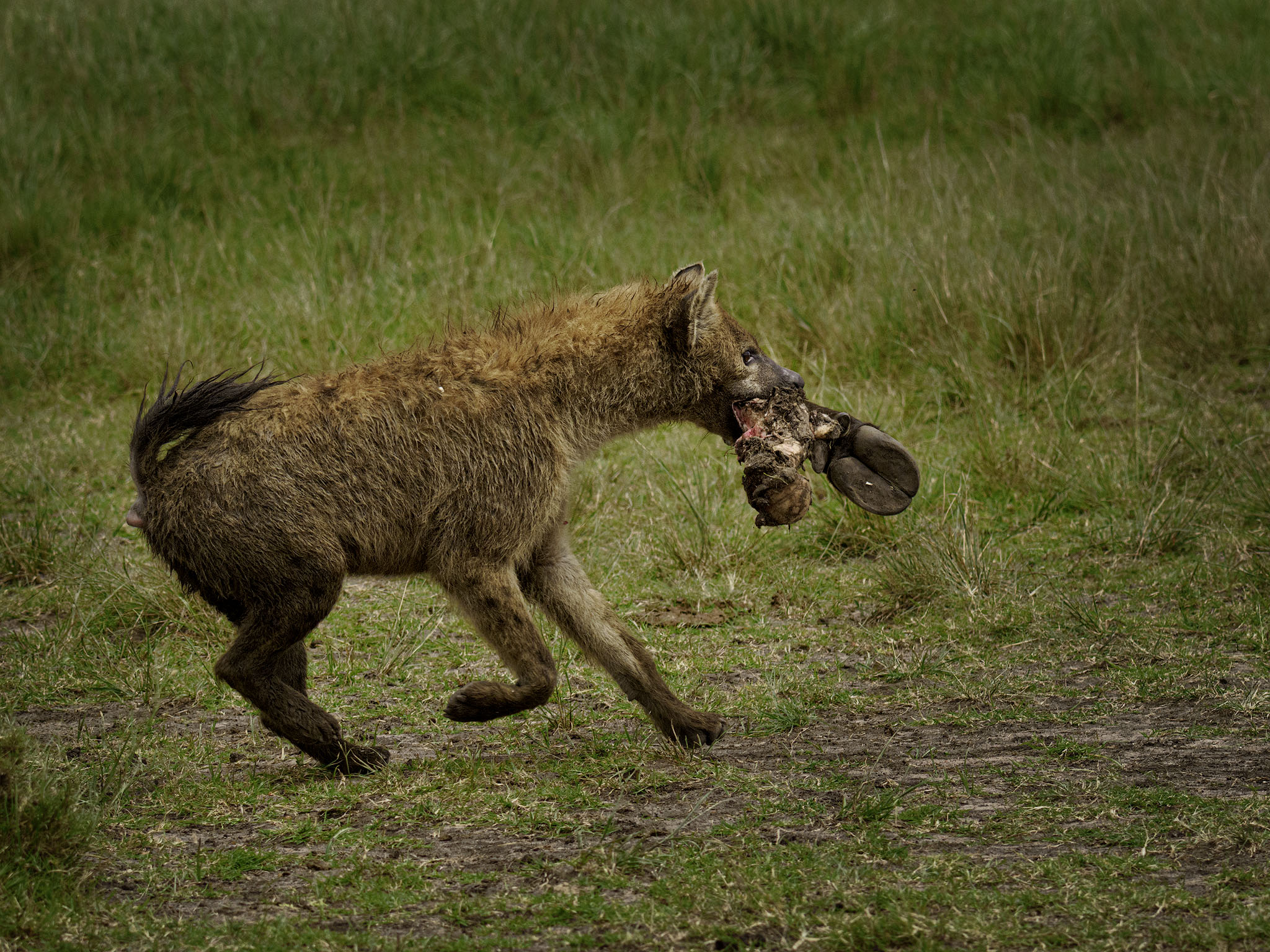Hyena running away with the Cape Buffalo leg.