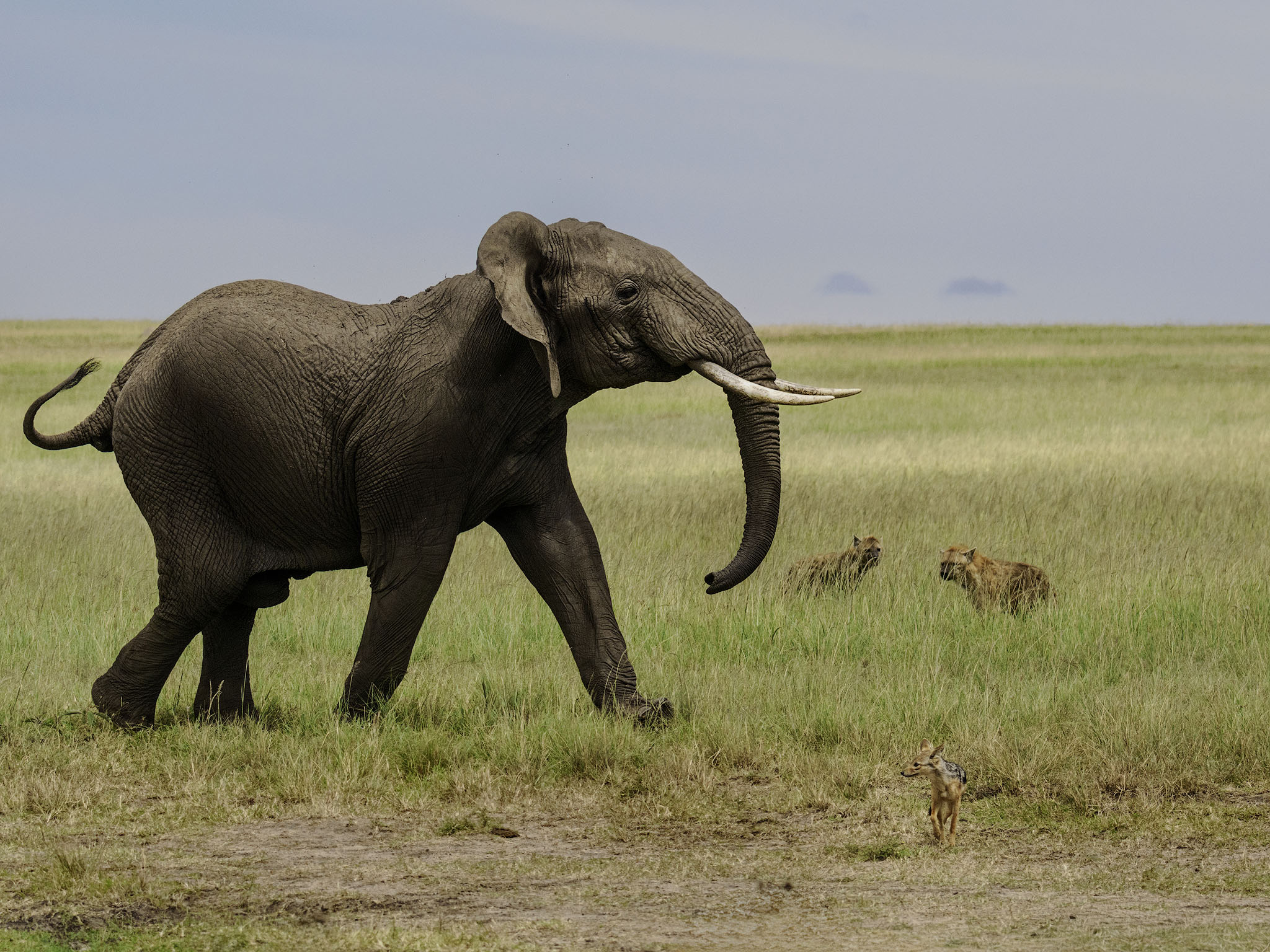 Elephant charging through a kill scene scattering hyenas and jackels