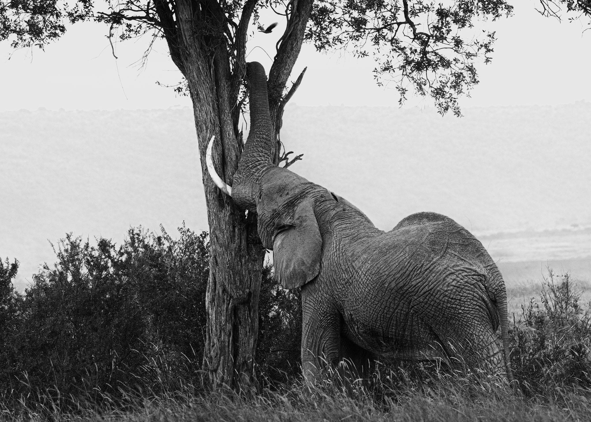 Elephant reaching for fresh tender leaves