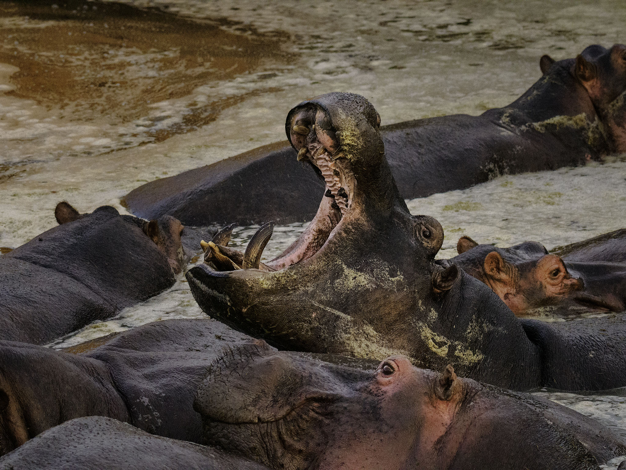 A bloat of Hippopotamus in a small putrid water hole. 