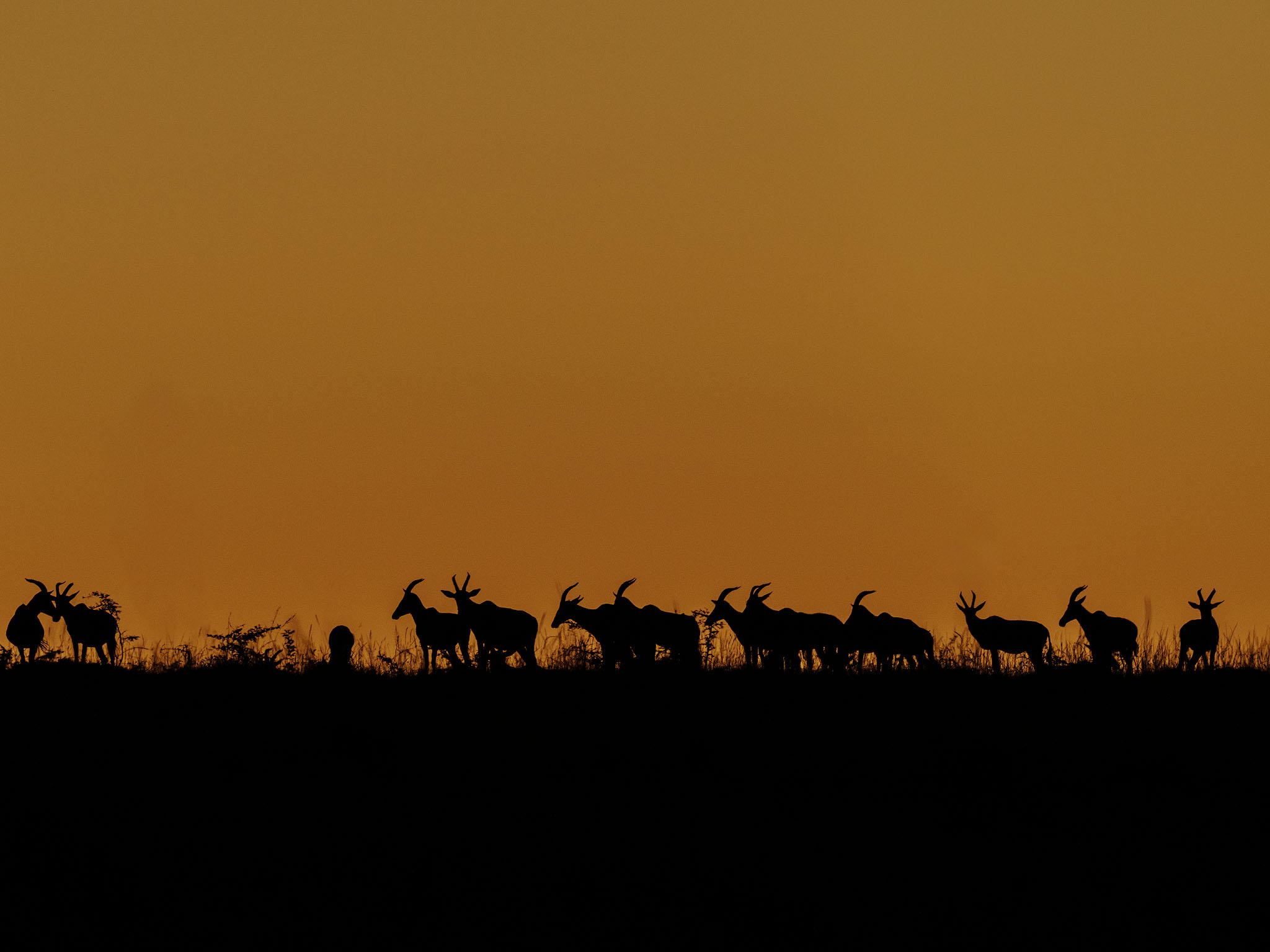 Numerous topi silhouetted at sunrise.