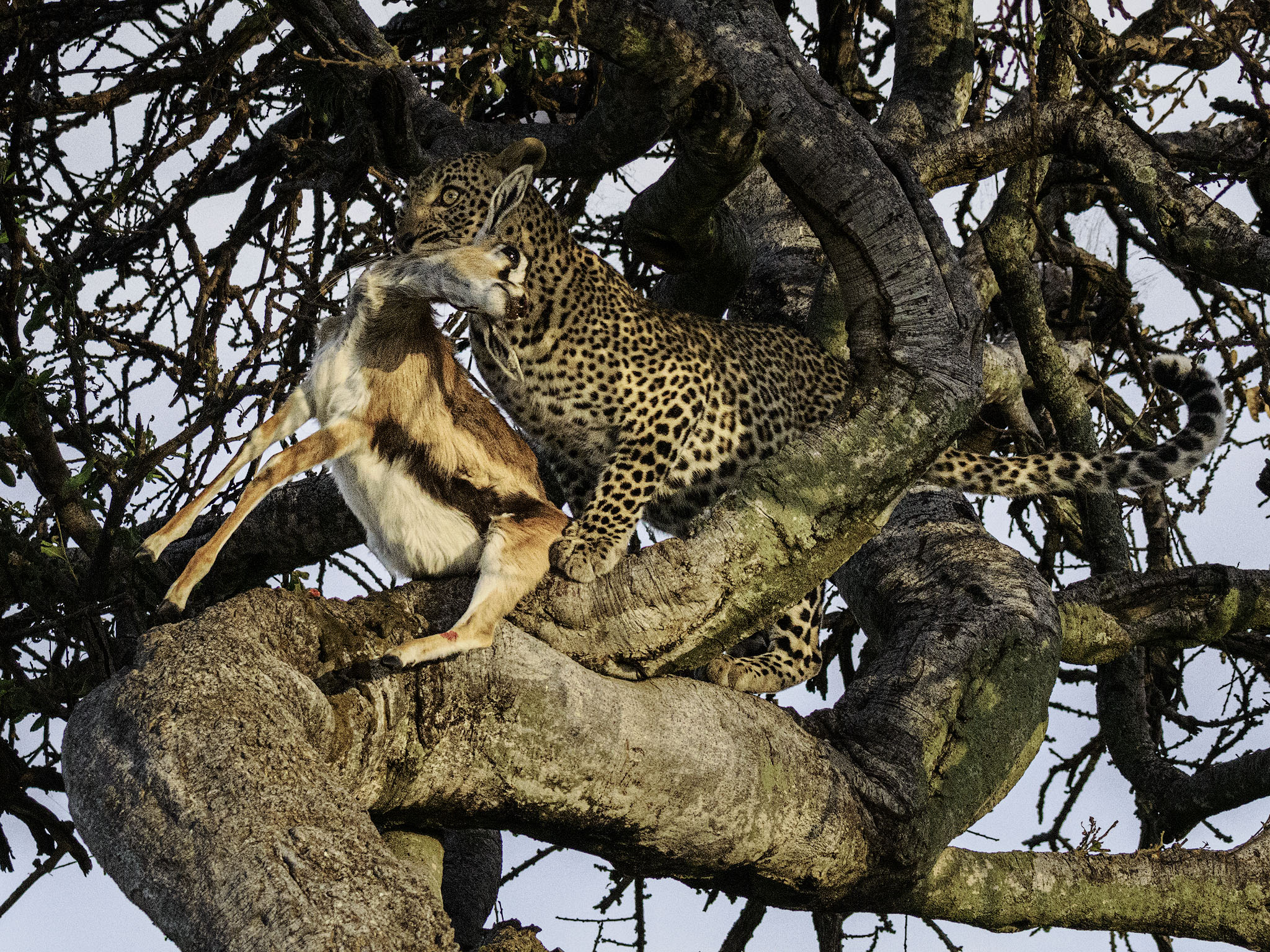 Leopard up a tree with its fresh kill, unlucky gazelle.