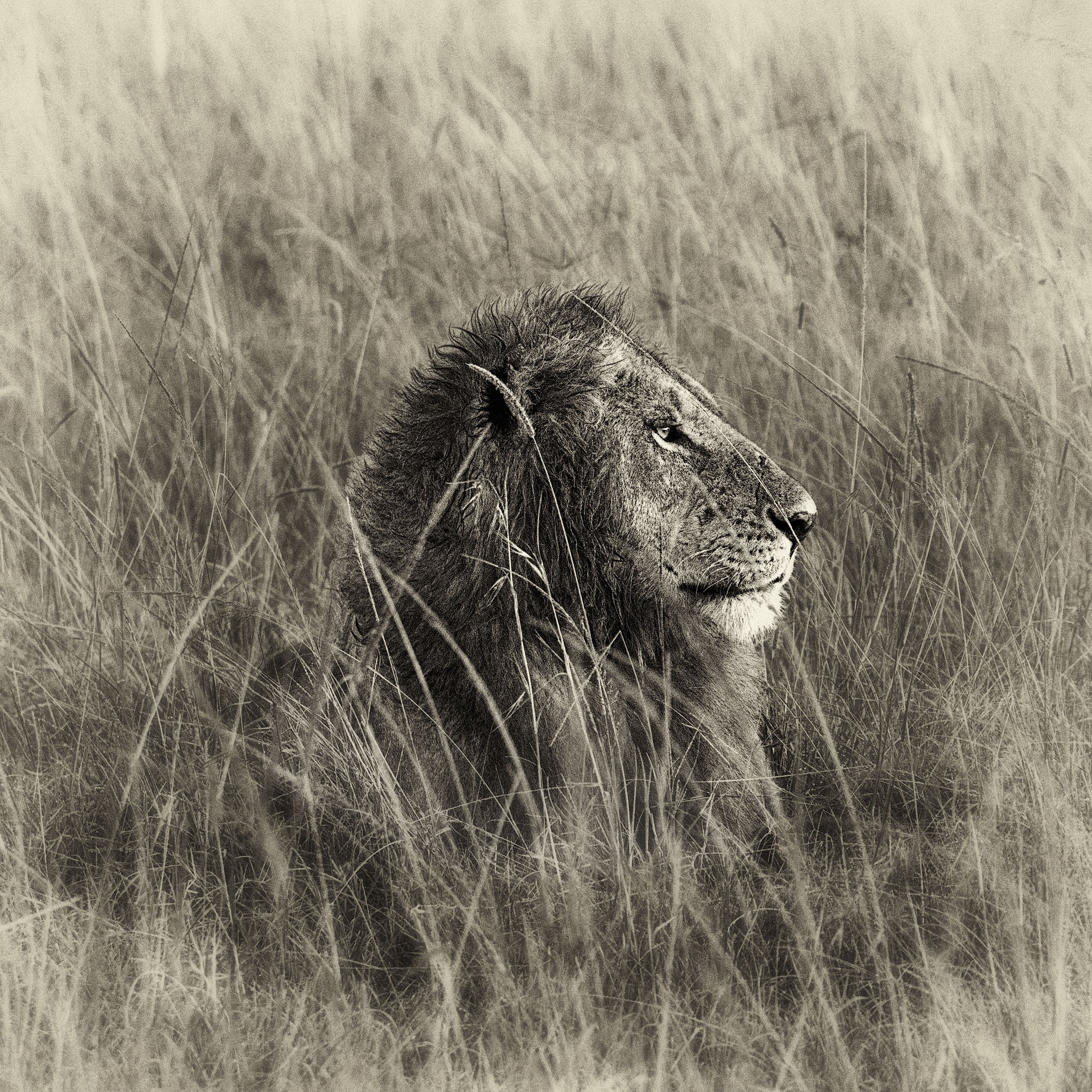 Lion resting in long grass