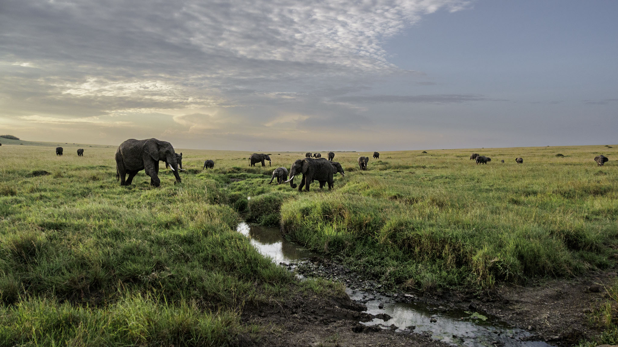 Elephant herd eating.