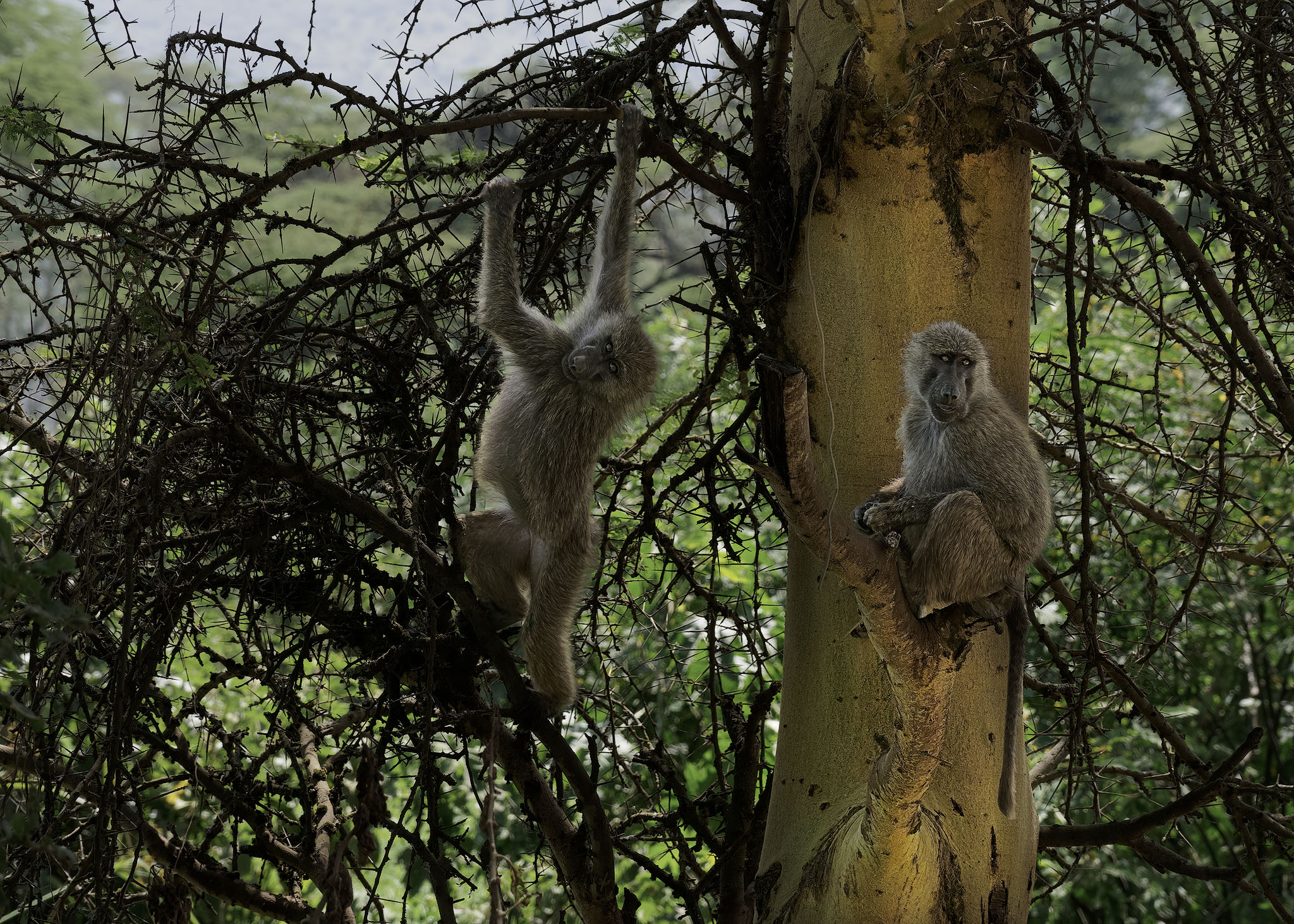 Baboons in the forest.