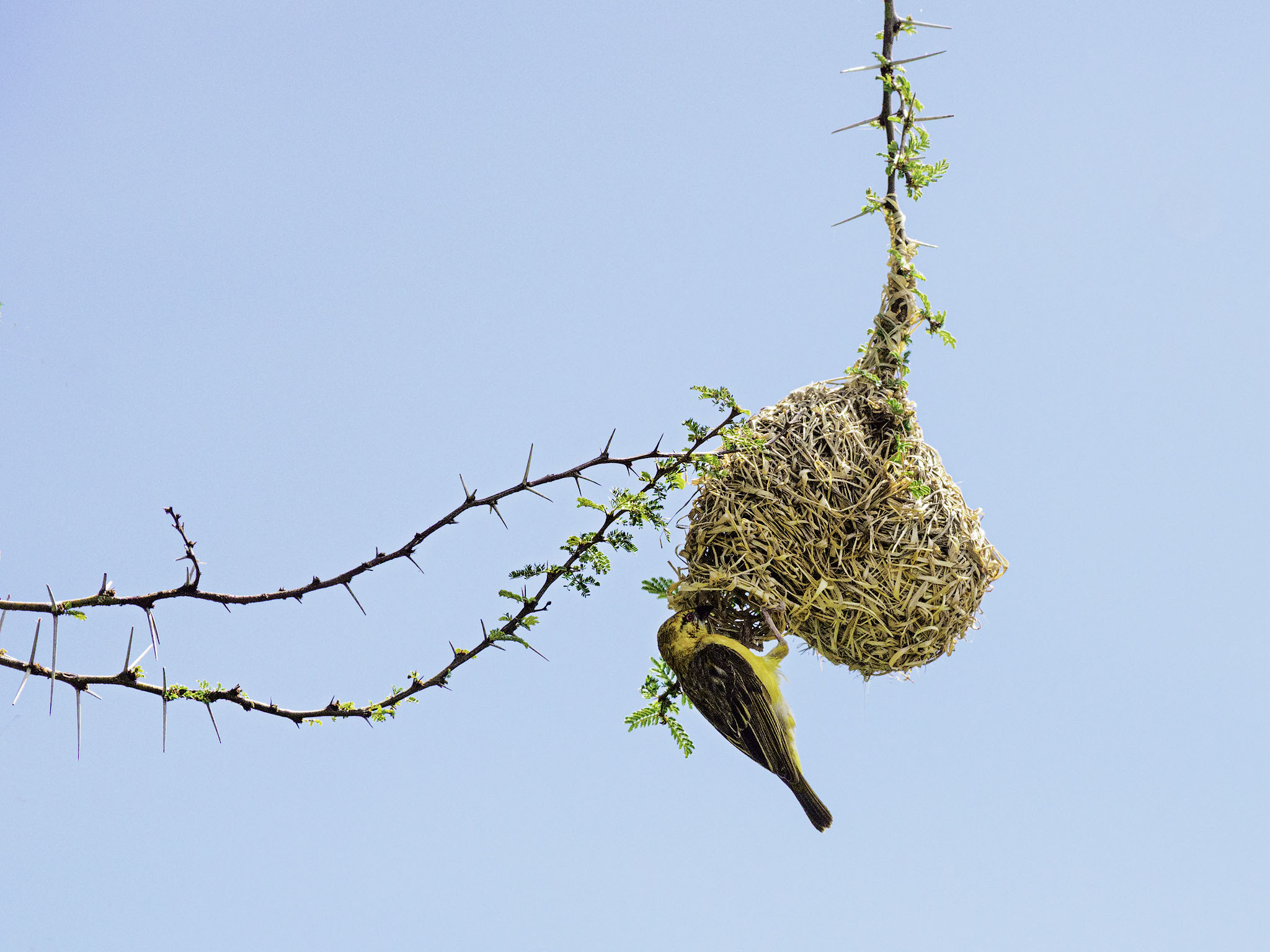 A village weaver looking into its nest.