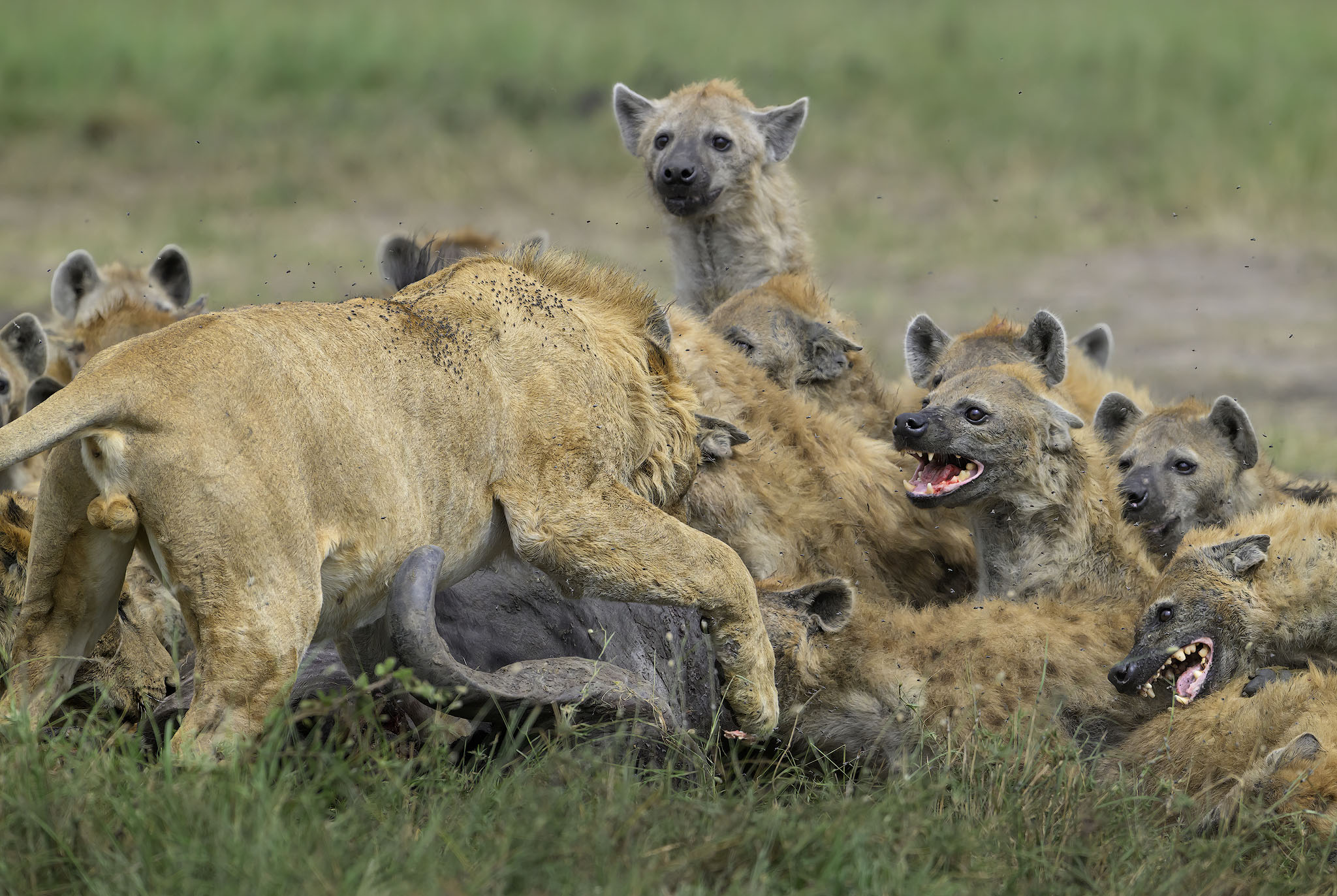 A clan of hyenas sharing a meal of cape buffalo with a lion.