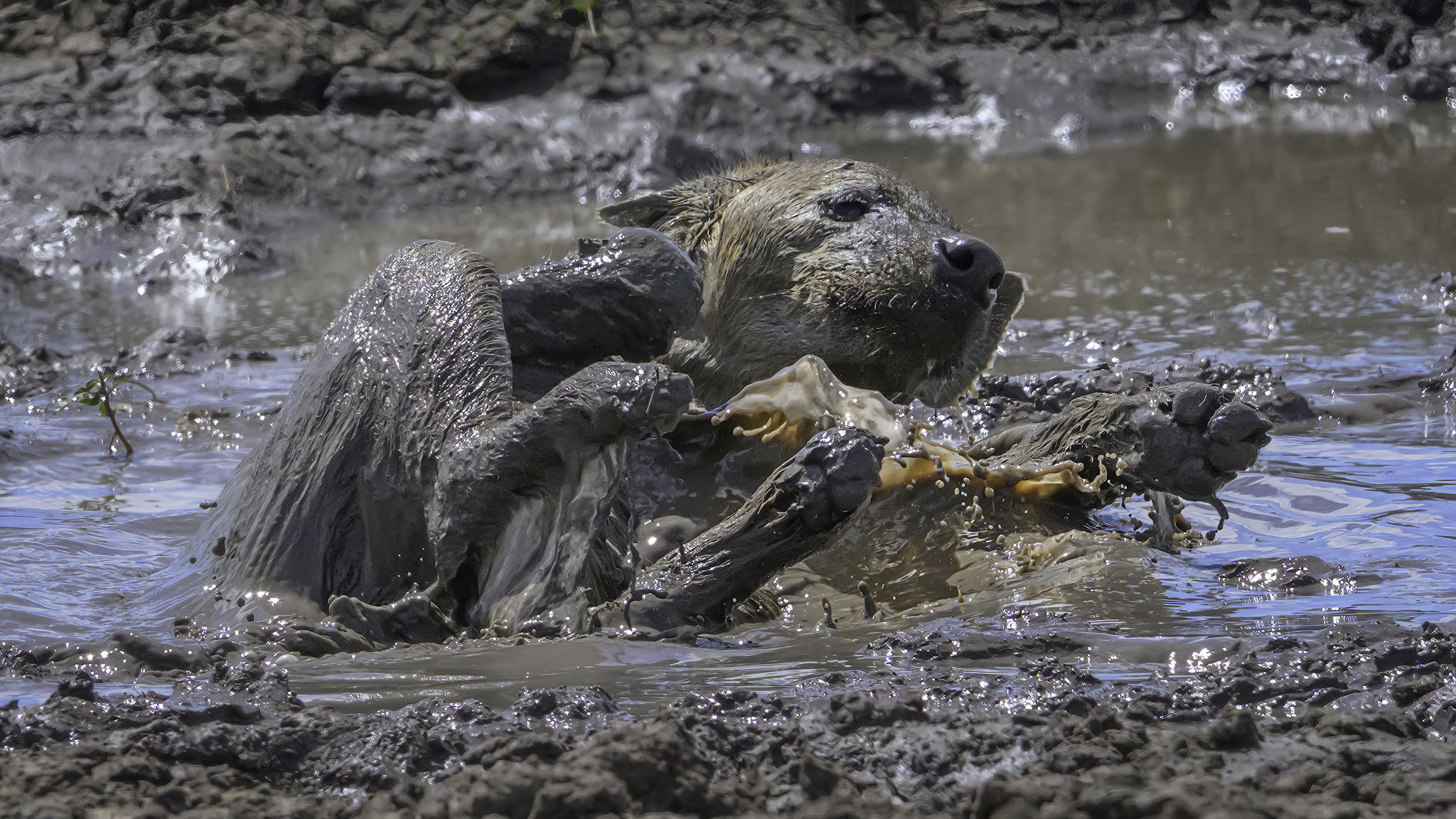 Hyena in a mud bath.