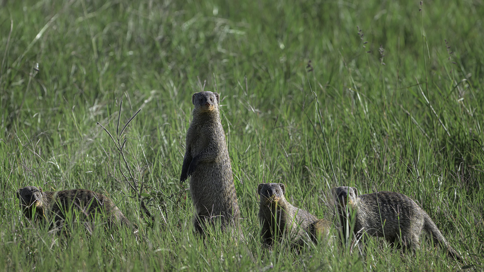 Meerkat family keeping watch in long grass.The Lookout.
