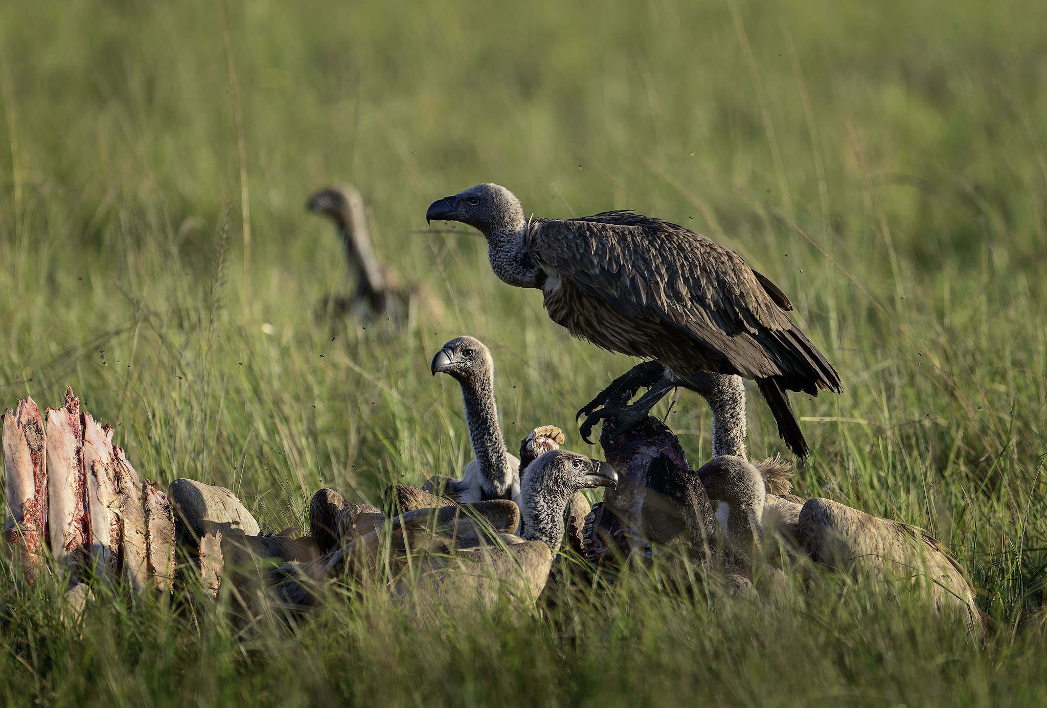 Vultures feeding on a cape buffalo kill,