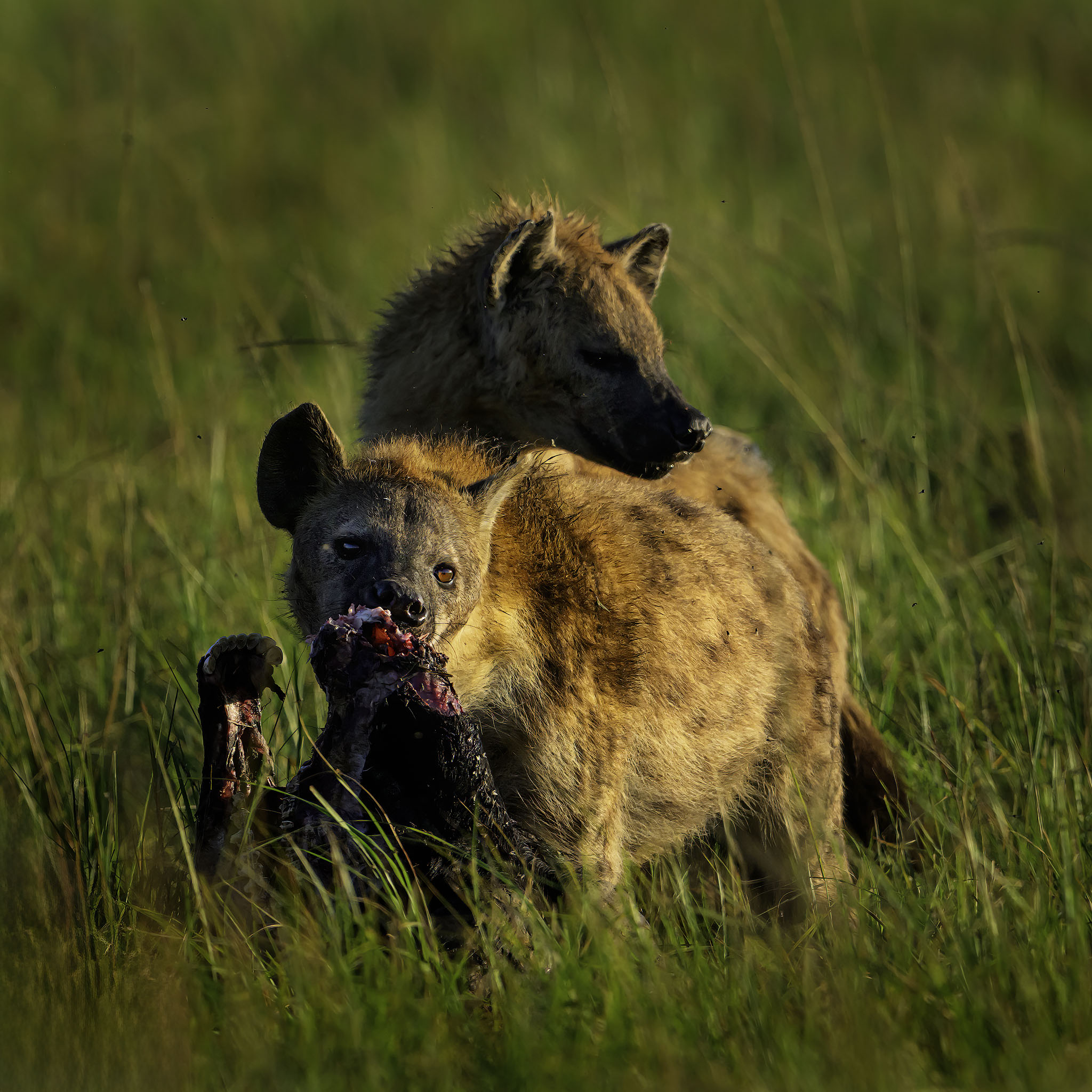 A pair of hyena with the remains of a cape buffalo