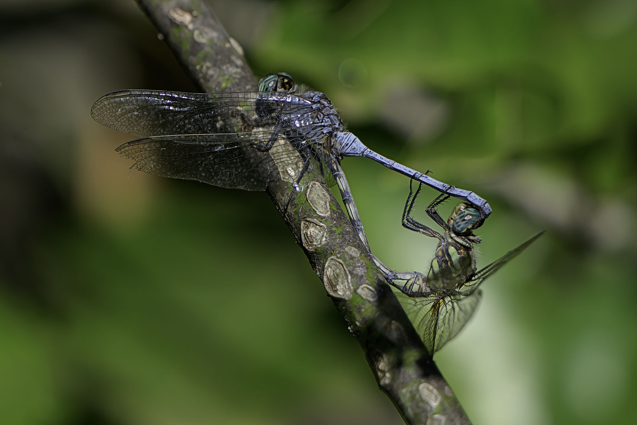 Blue dragonflies mating on a branch.