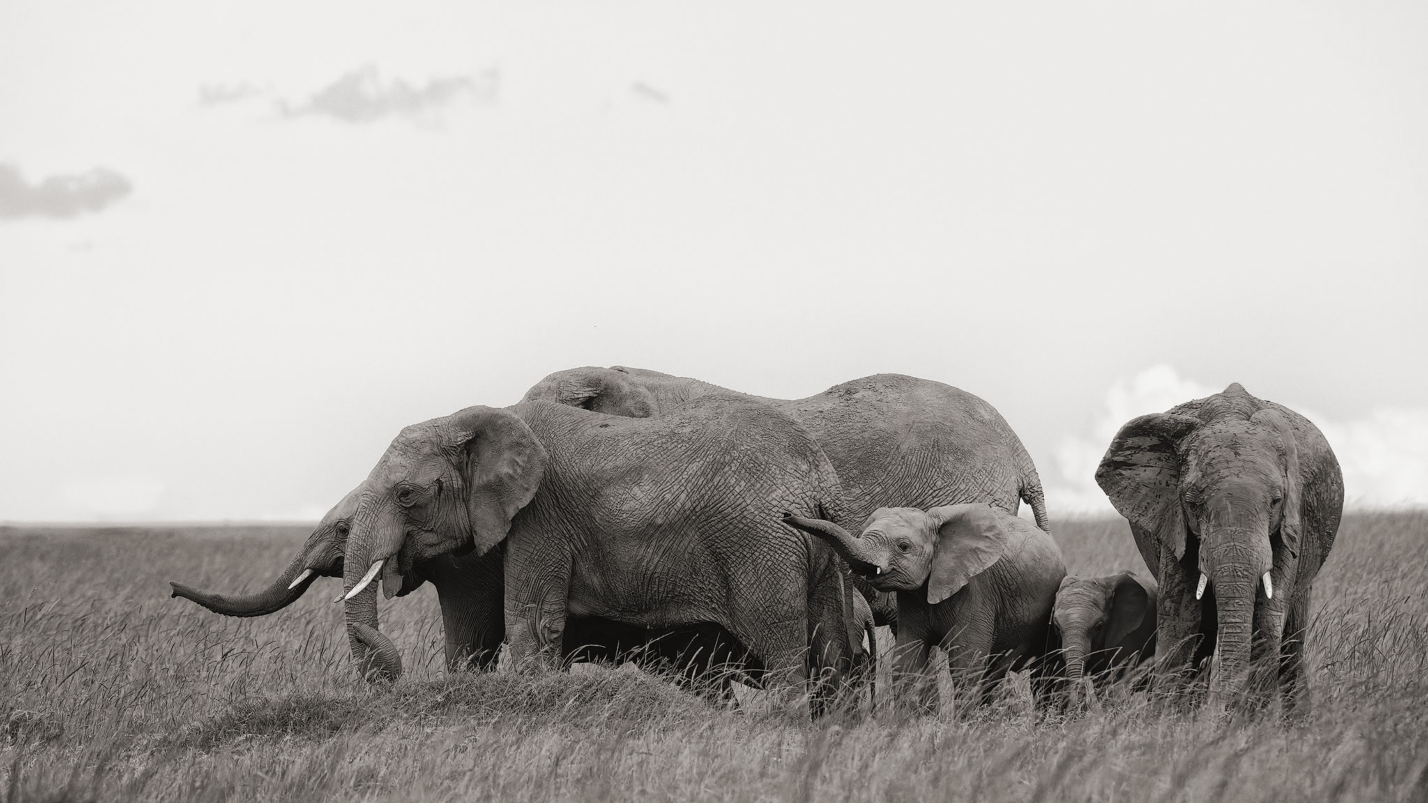 Adult elephants protecting the juveniles.