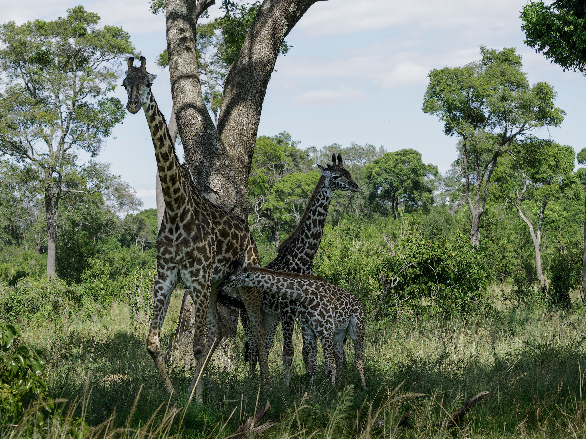 Giraffe calf feeding whilst mum and sibling look out.