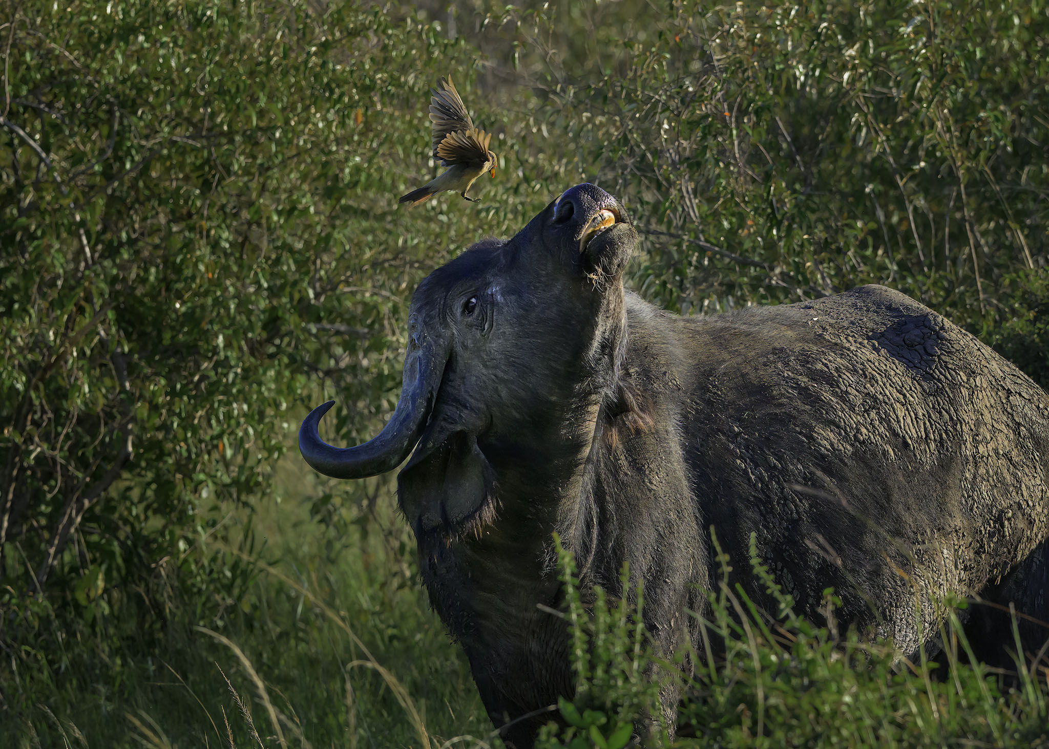 Oxpecker flying over Cape Buffalo and annoying it.