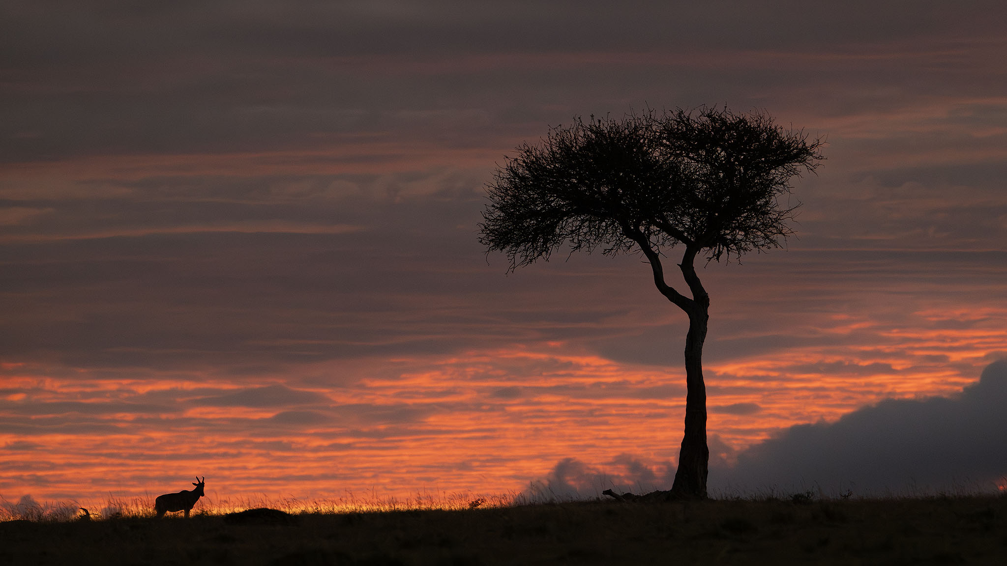Acacia tree at sunrise silhouetted with topi standing by.