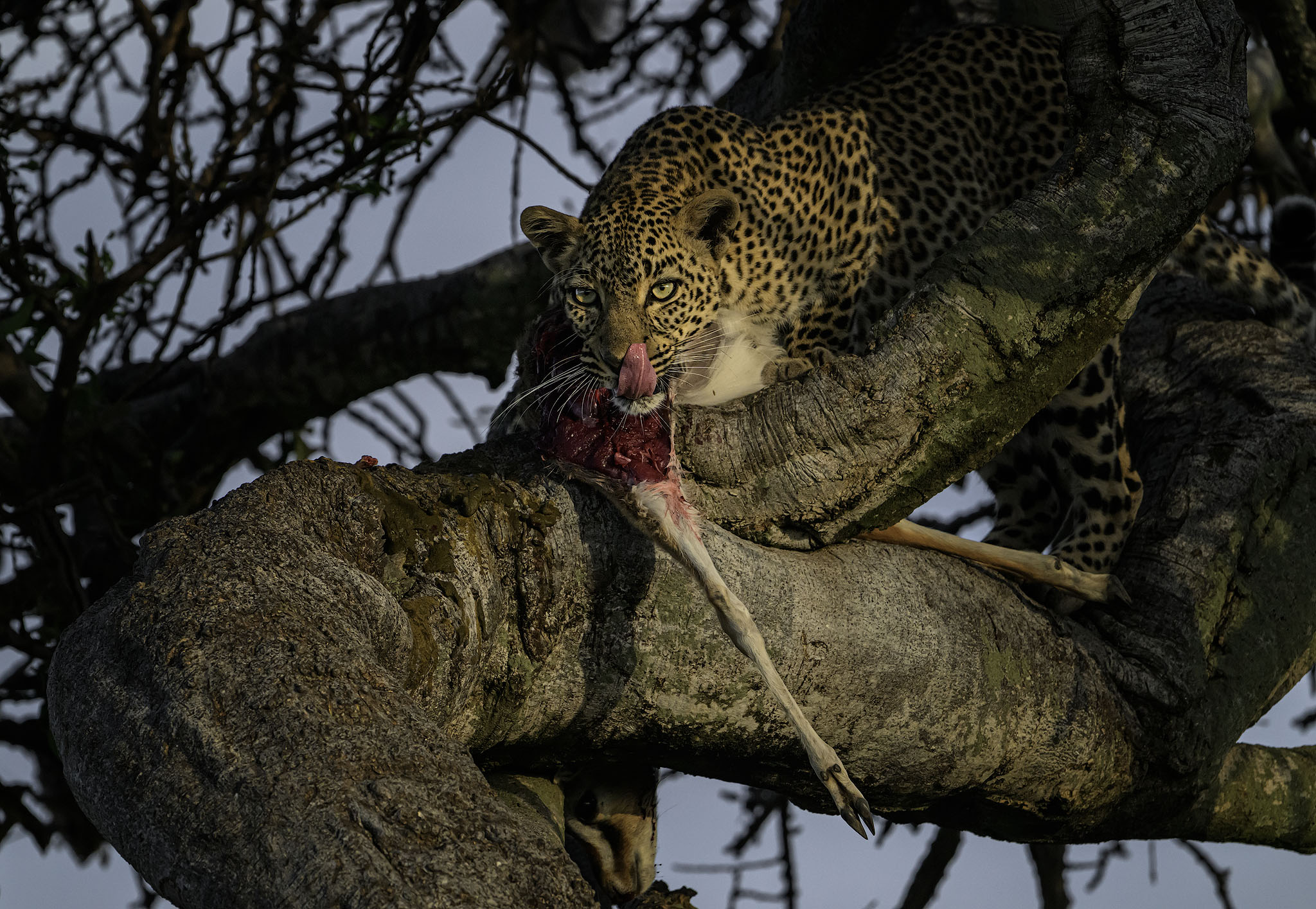 Leopard in a tree with kill licking its blood.