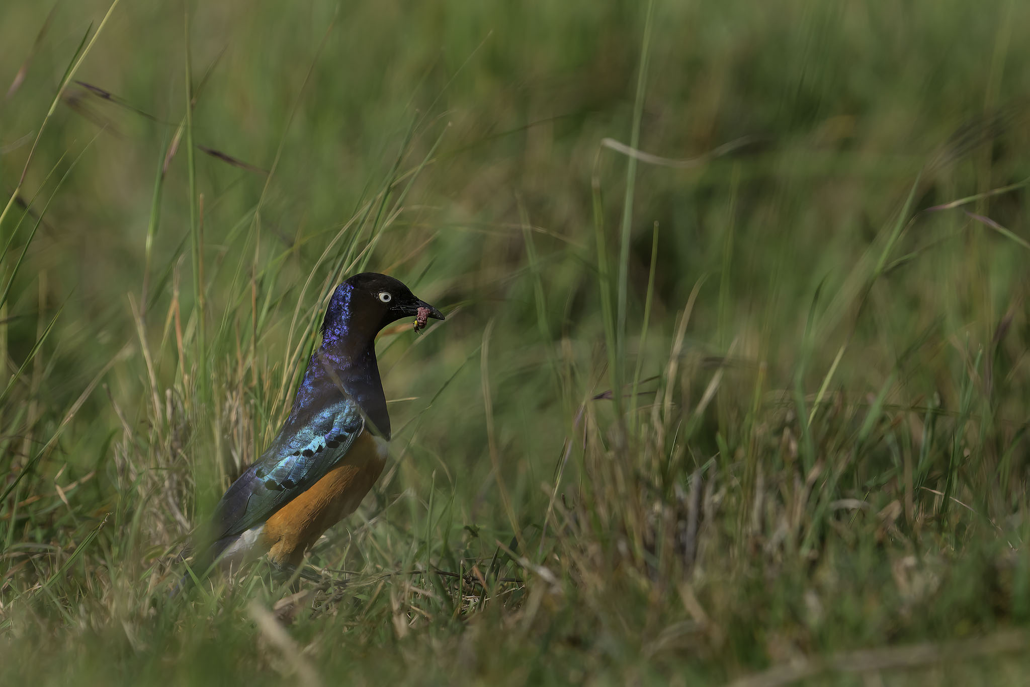 Superb Starling in the grass with food.