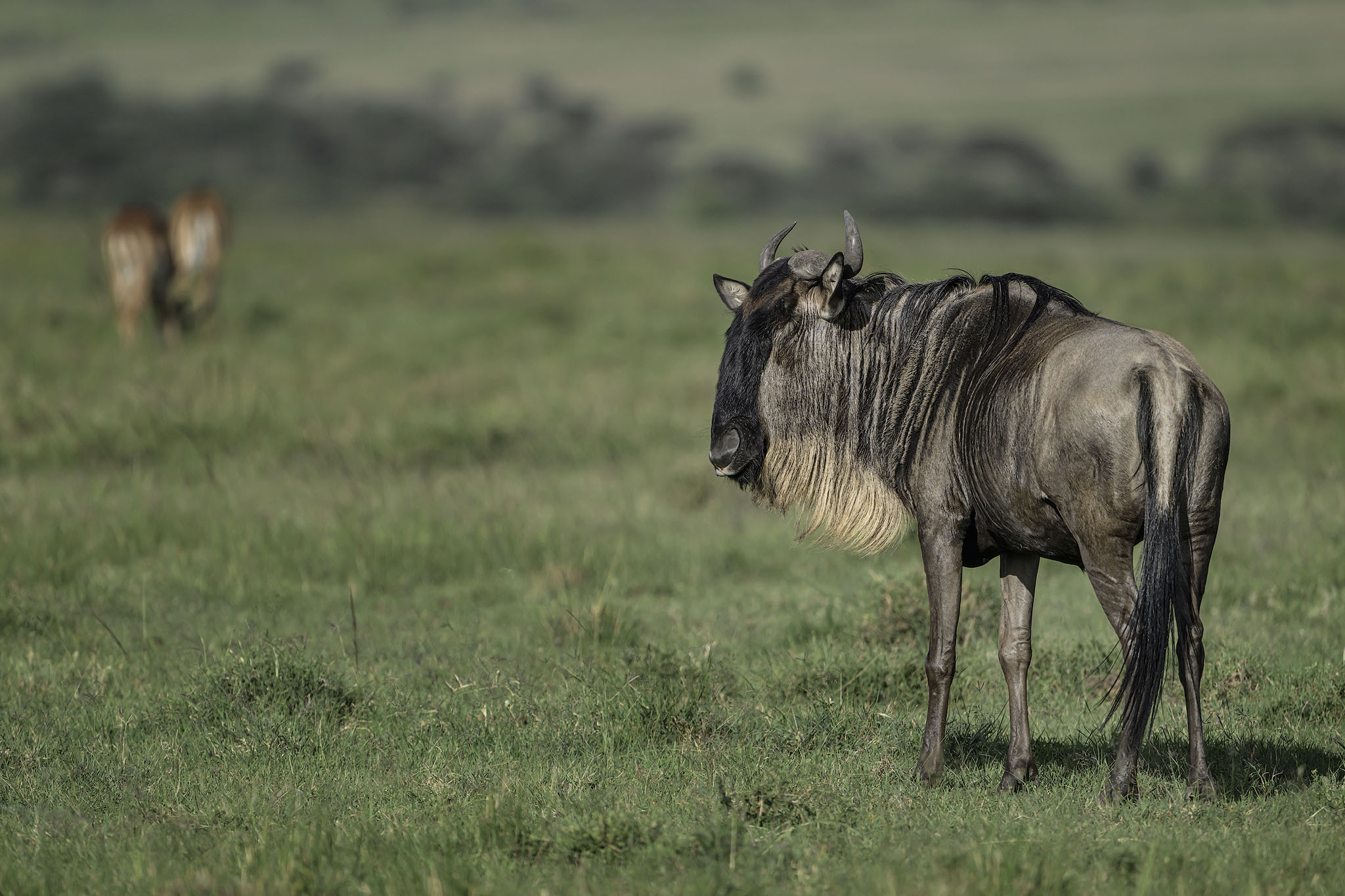 Wildebeest in Maasi Mara.