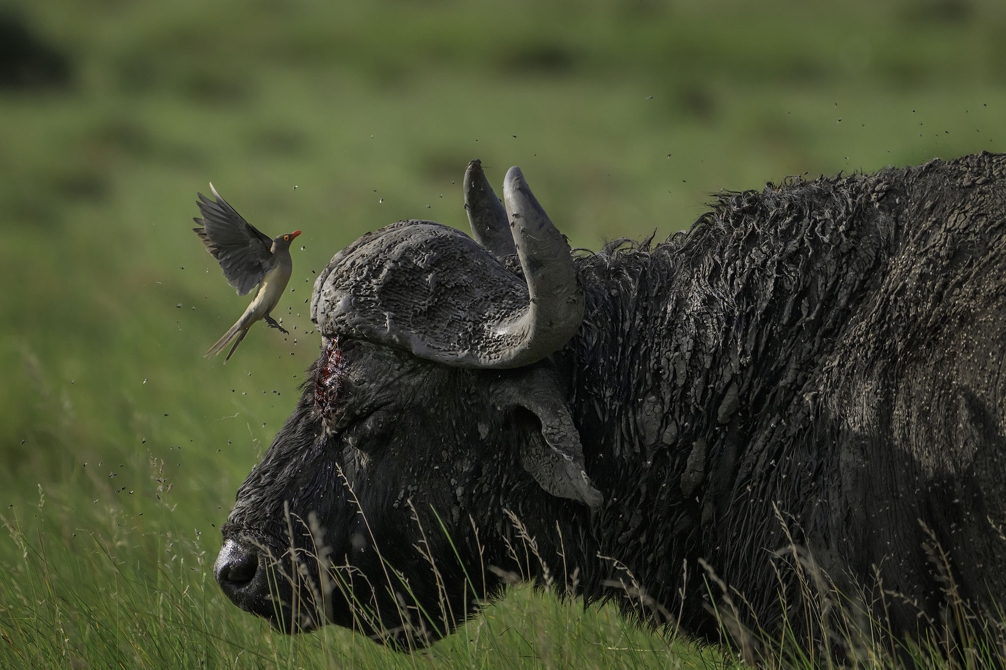 Oxpecker with wounded cape buffalo competing with flies.