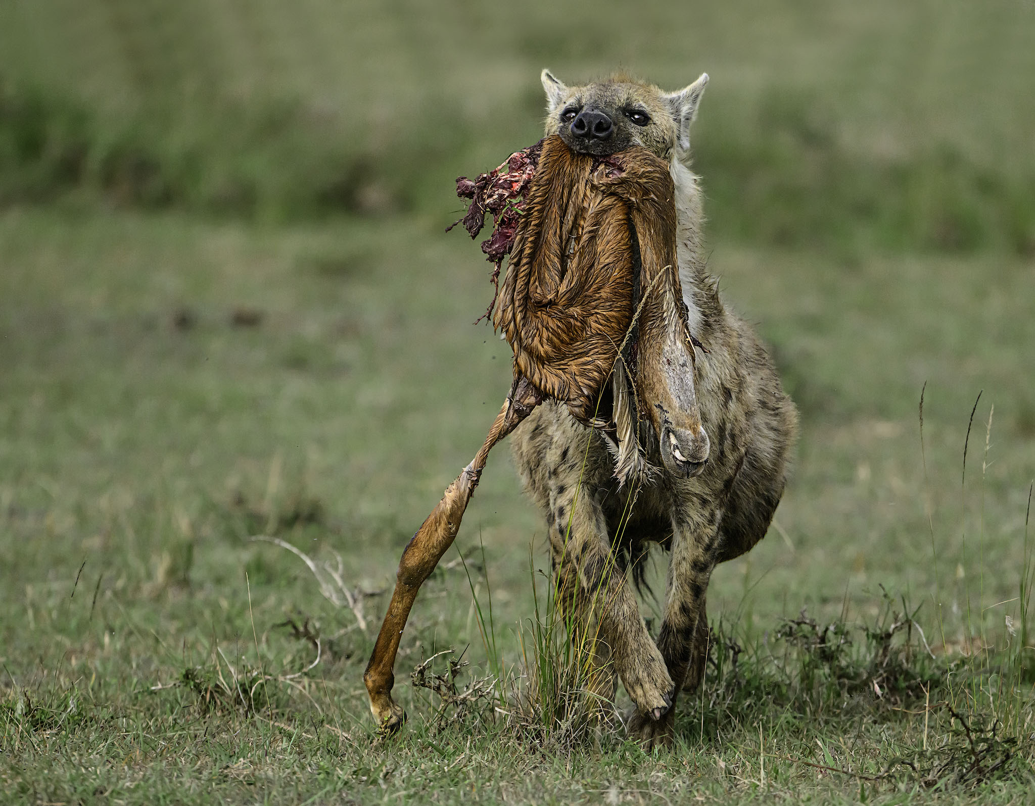 Hyena with dead deer in its mouth.