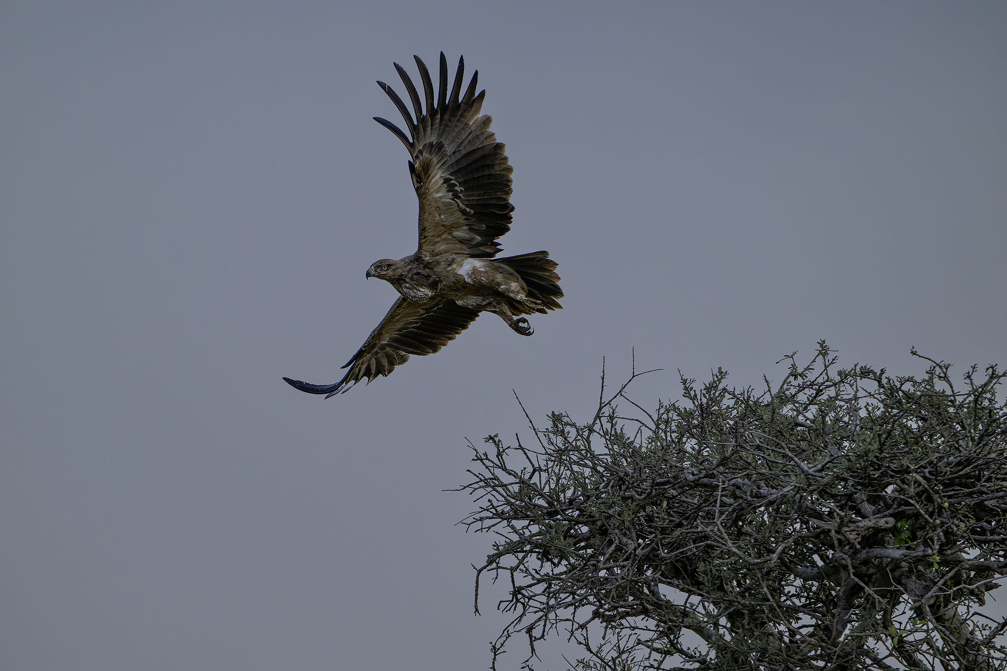 Eagle taking flight from acacia tree.