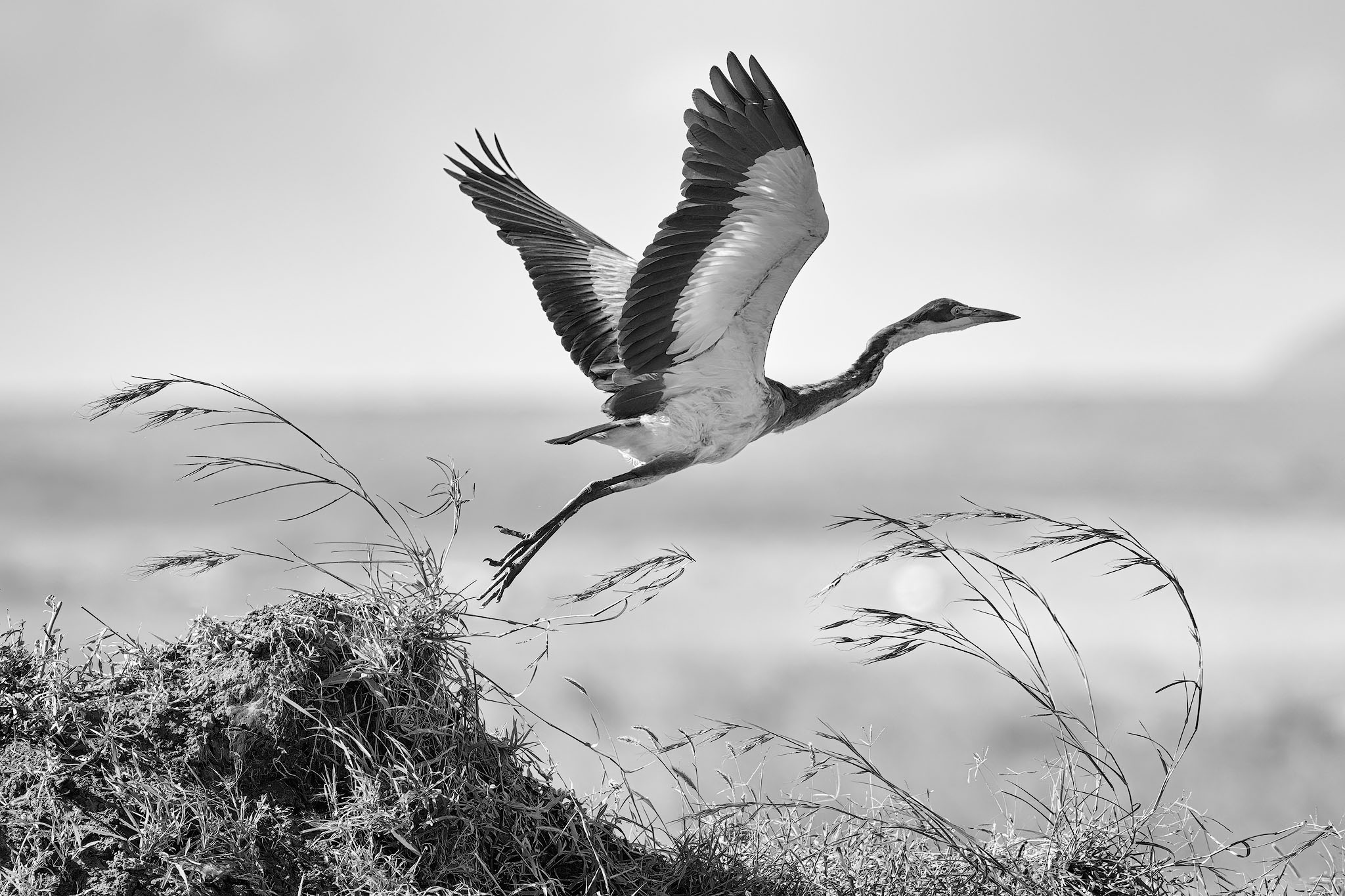 Black-headed heron taking flight into the wind.