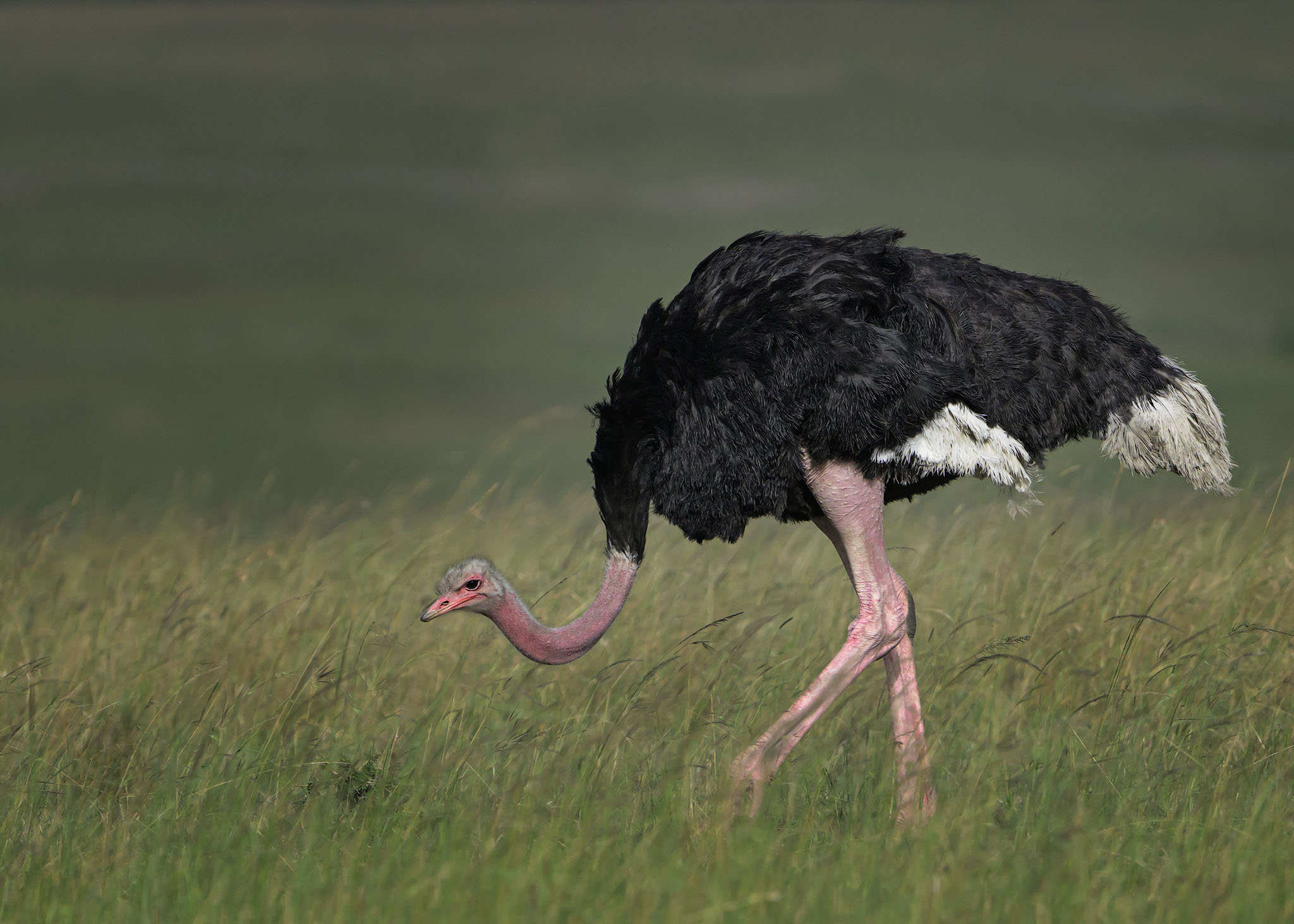 Masai ostrich stalking through long grass.