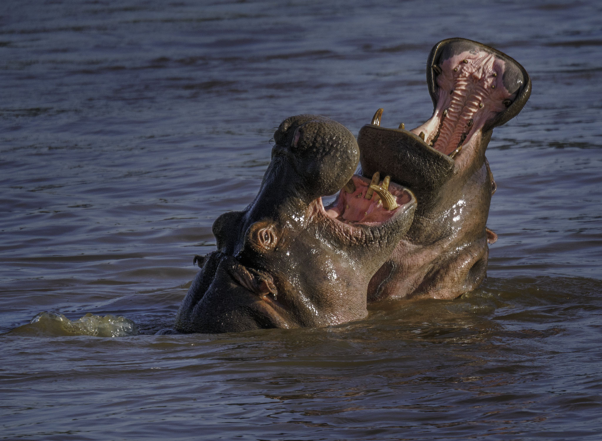 Two Hippos play fighting