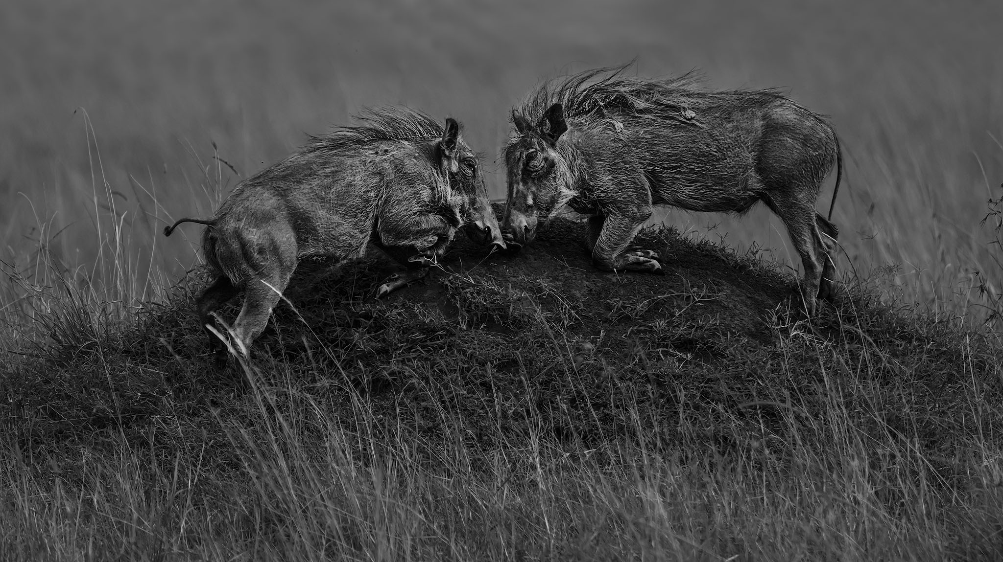 Warthog kneeling on a dirt mound playing.