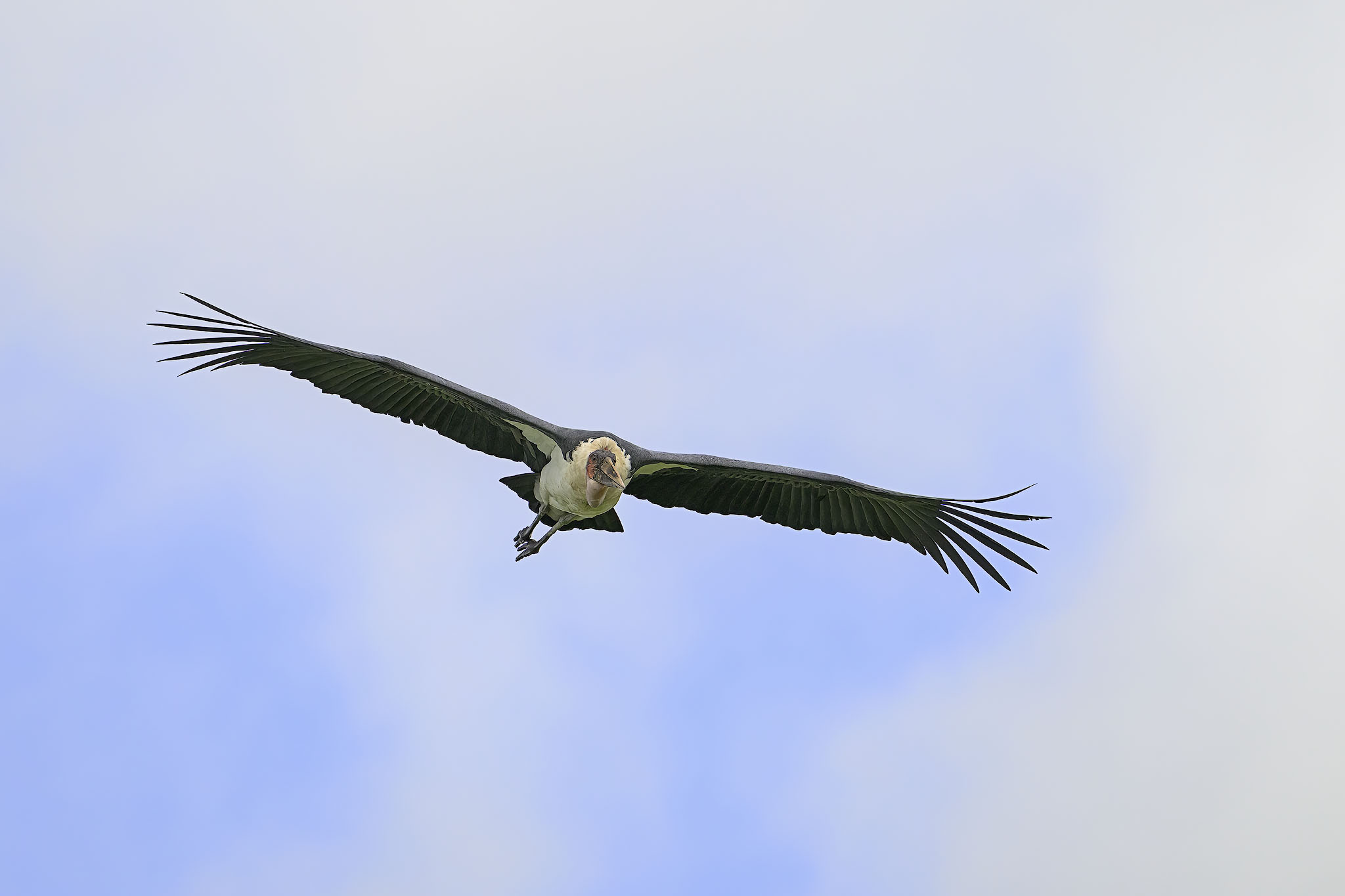 Marabou Stork gliding.