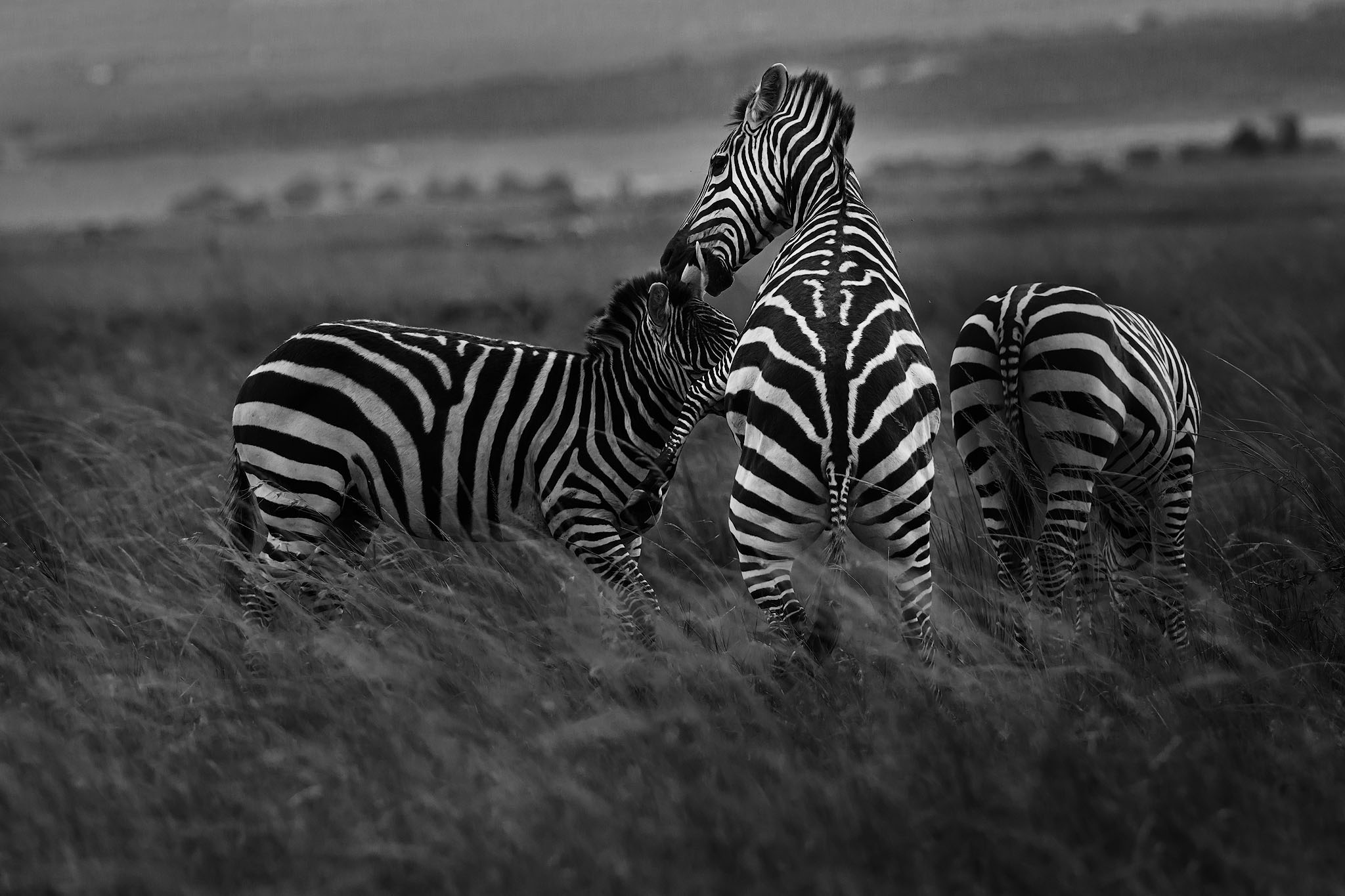 Zebra rearing up during play.